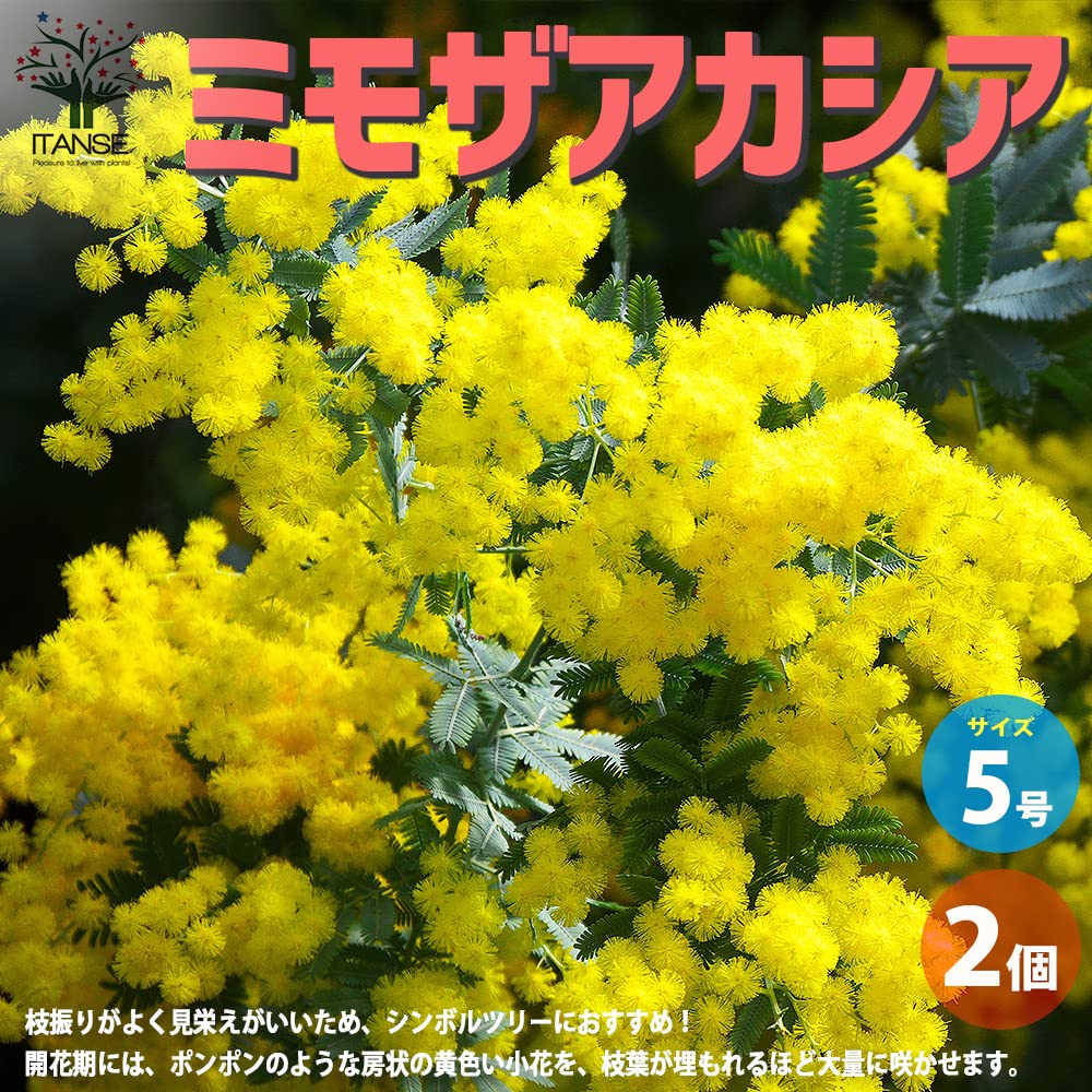 ミントティー　ミモザ　保水有　ギンヨウアカシア　100サイズ 園芸ネット本店｜アカシア：ギンヨウアカシア6号ポット の通販【公式】